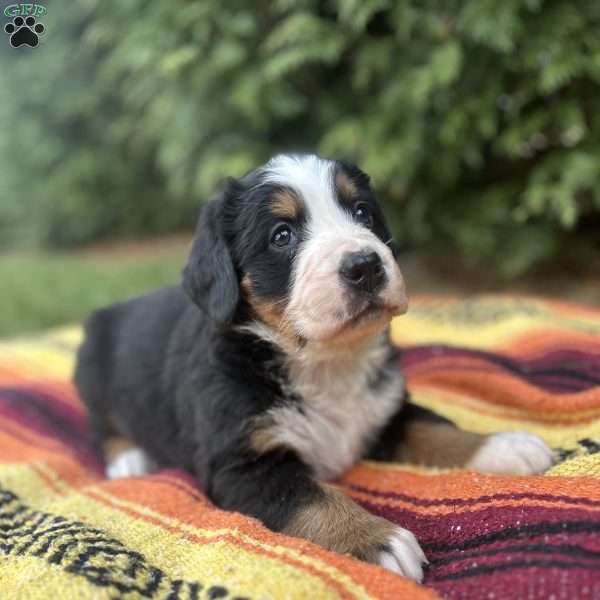 Ivy, Bernese Mountain Dog Puppy